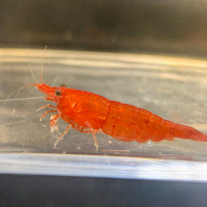 Red Cherry Neocaridina