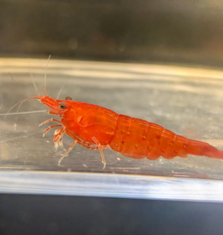 Red Cherry Neocaridina