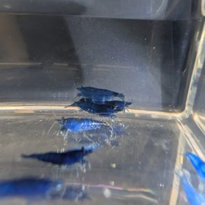 Blue Diamond Neocaridina