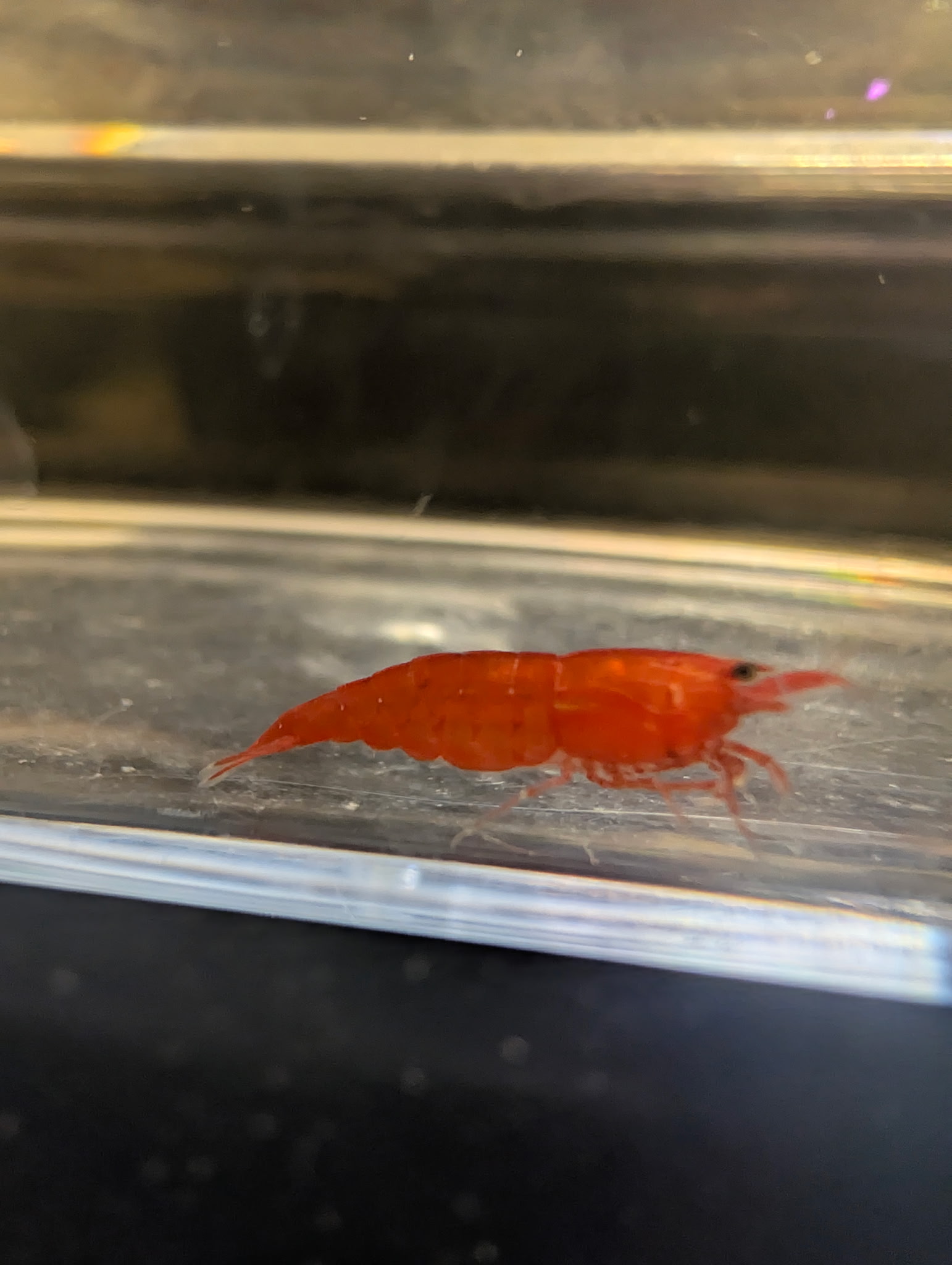 Red Cherry Neocaridina - Image 2