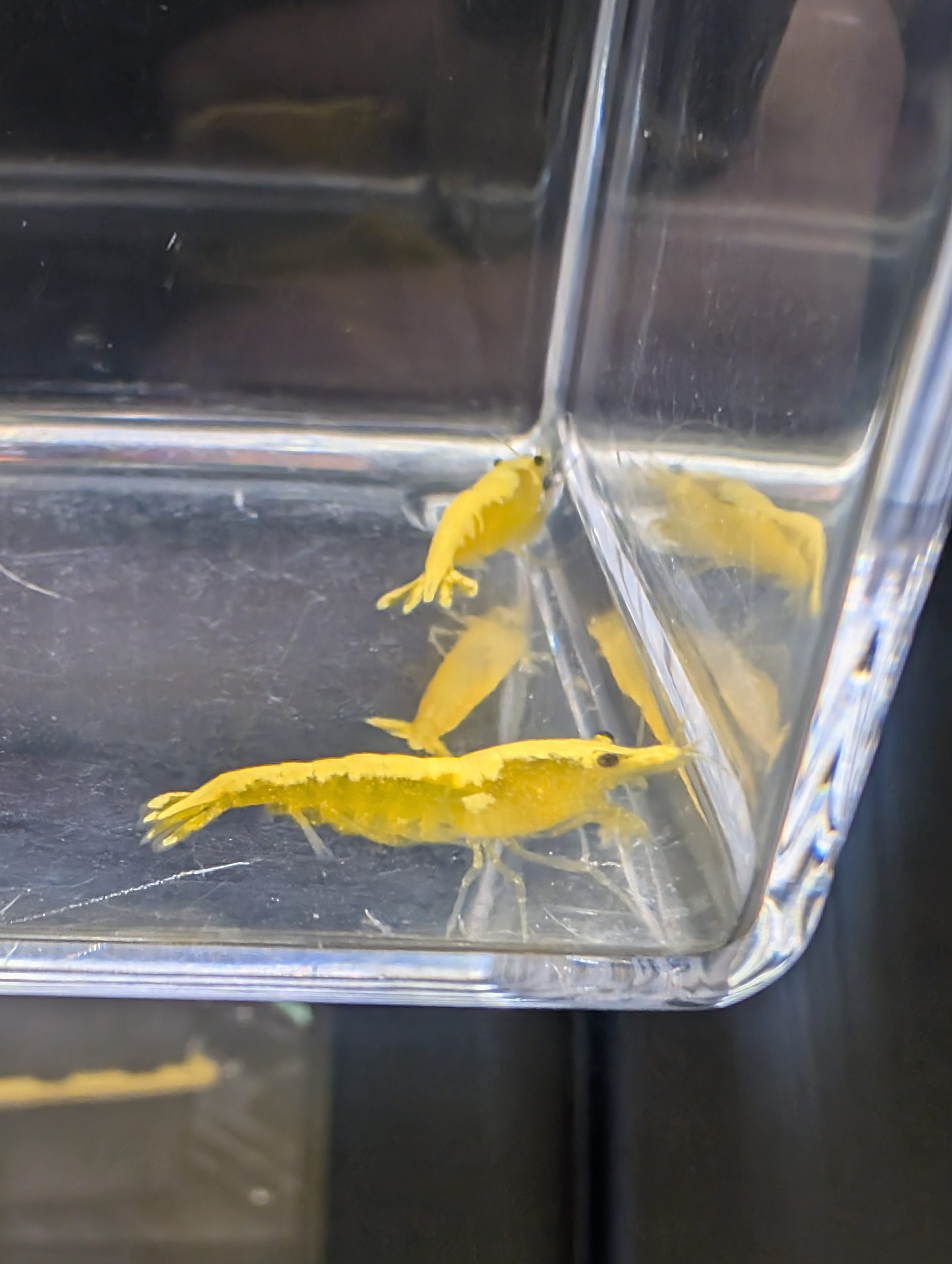 Yellow Fire Neocaridina - Image 3