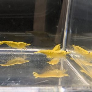 Yellow Fire Neocaridina