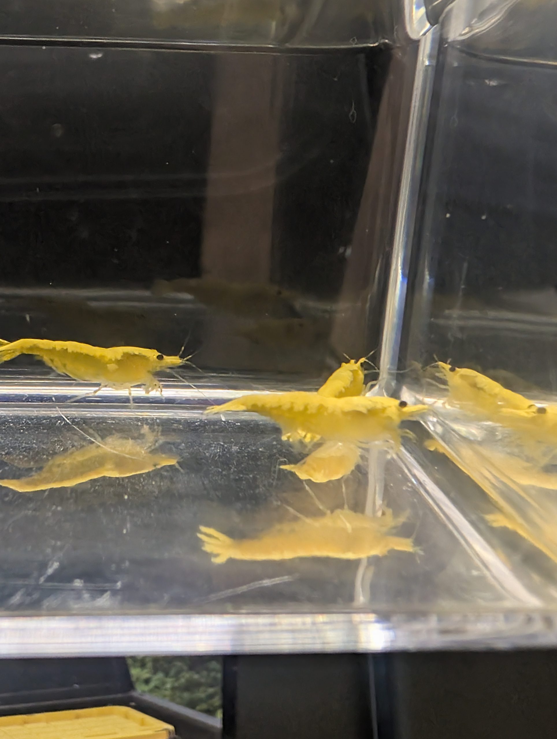 Yellow Fire Neocaridina