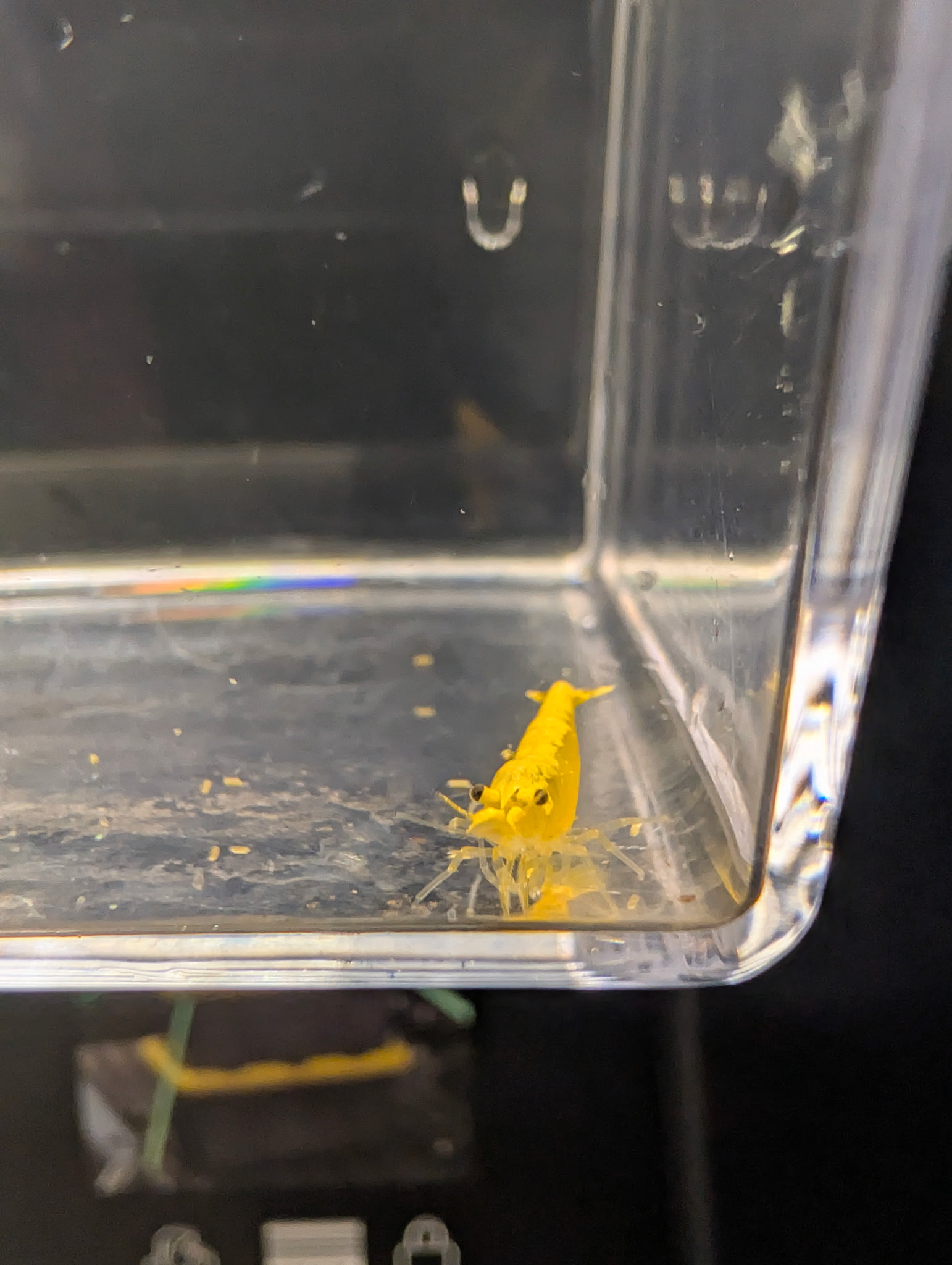 Yellow Fire Neocaridina - Image 4